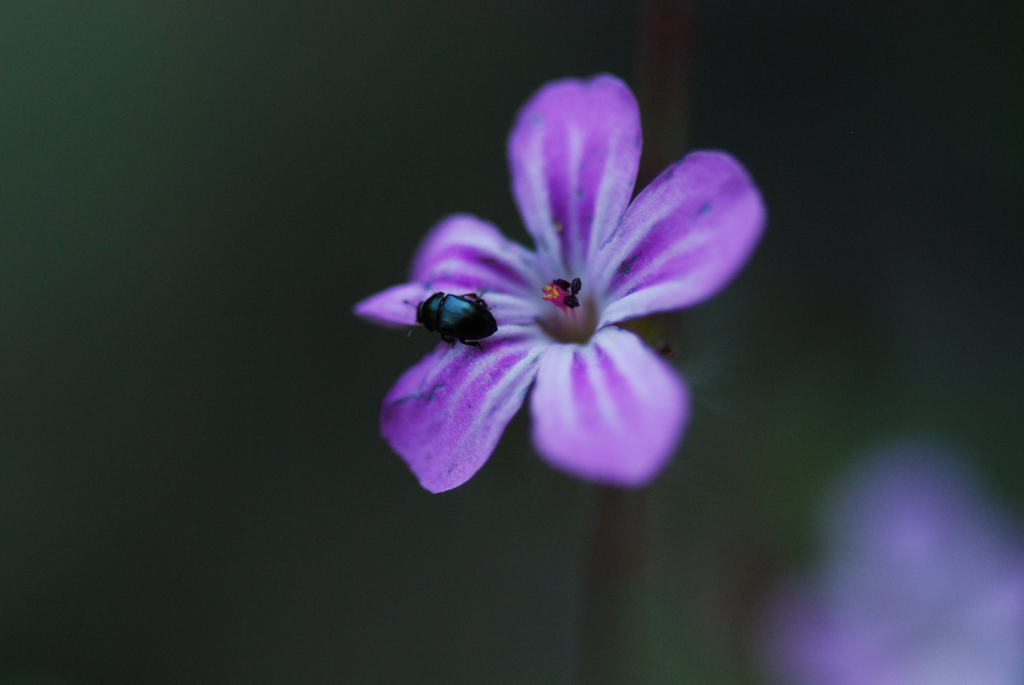 macro_018 .jpg
